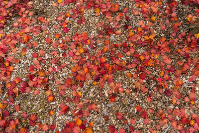 Full frame shot of orange flowers on tree during autumn