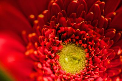 Close-up of red flowering plant
