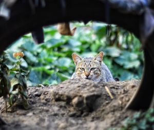 Cat resting on a tree