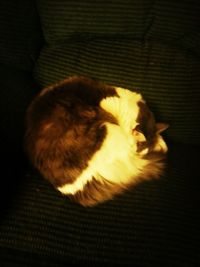 Cat sleeping on sofa