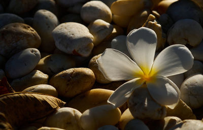 Full frame shot of white roses