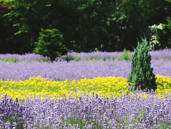 Scenic view of purple flowers on field