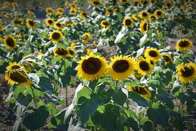 Close-up of yellow flowering plants on field