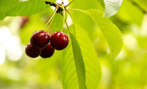 Close-up of cherries growing on tree