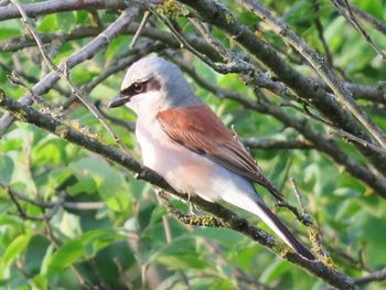 Close-up of bird perching on branch