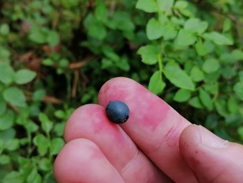 Close-up of hand holding blueberry 