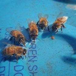 Close-up of bee on glass