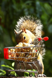 Grey squirrel with a shopping trolley full of peanuts in a woodland setting