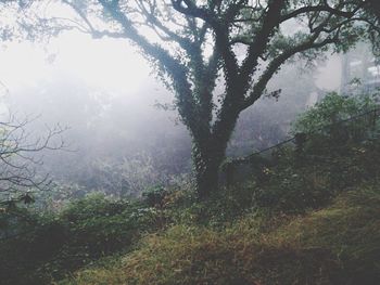 Trees in forest during foggy weather