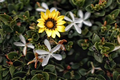 Close-up of yellow flowering plant