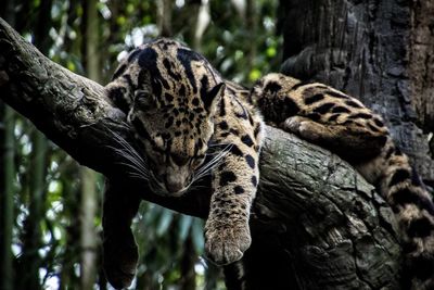 Close-up of leopard on tree at forest