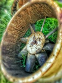 Close-up of snail on leaf