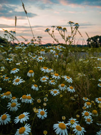 Close-up of flowering plants on field against sky