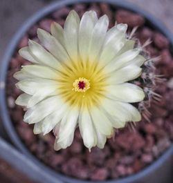 Close-up of flowers