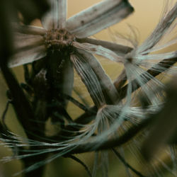 Macro shot of flower