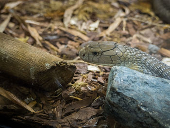 Close-up of lizard