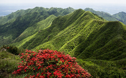 Scenic view of green landscape and mountains