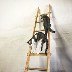 Cat on ladder against wall