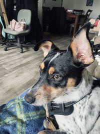 Close-up of dog looking away at home