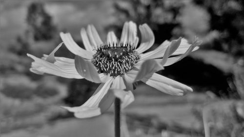 Close-up of flower blooming on field