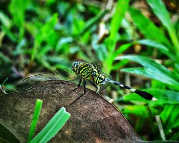 Close-up of insect perching on plant