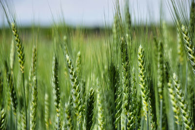 Close-up of wheat growing on field