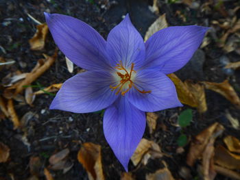 High angle view of purple crocus flowers on field