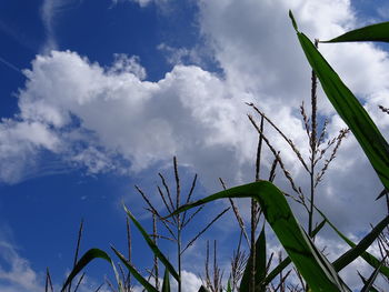 Low angle view of plants against sky