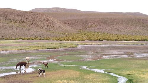 Horses in a farm