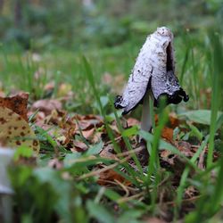 Close-up of mushroom growing on field