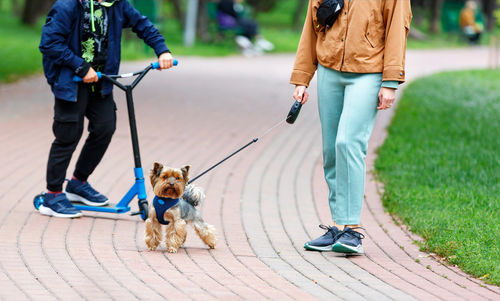 Muzzle of a funny schnauzer, walking, on a leash on a bright summer day along a paved path,.