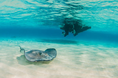 Close-up of stingray swimming in sea