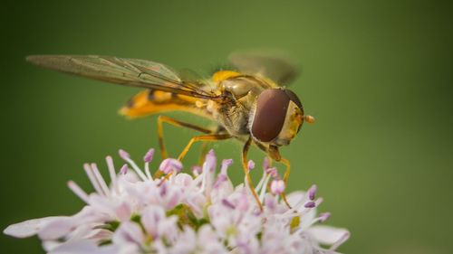 Close-up of insect on purple flower