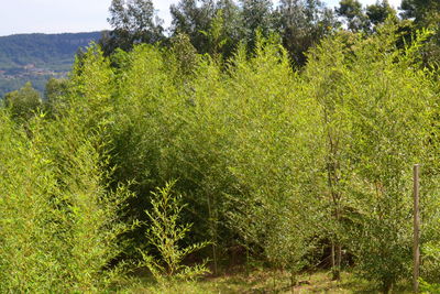 Scenic view of forest