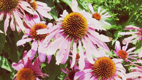 Close-up of pink flower