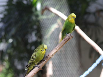 Close-up of parrot perching on leaf