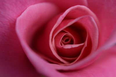 Close-up of pink rose