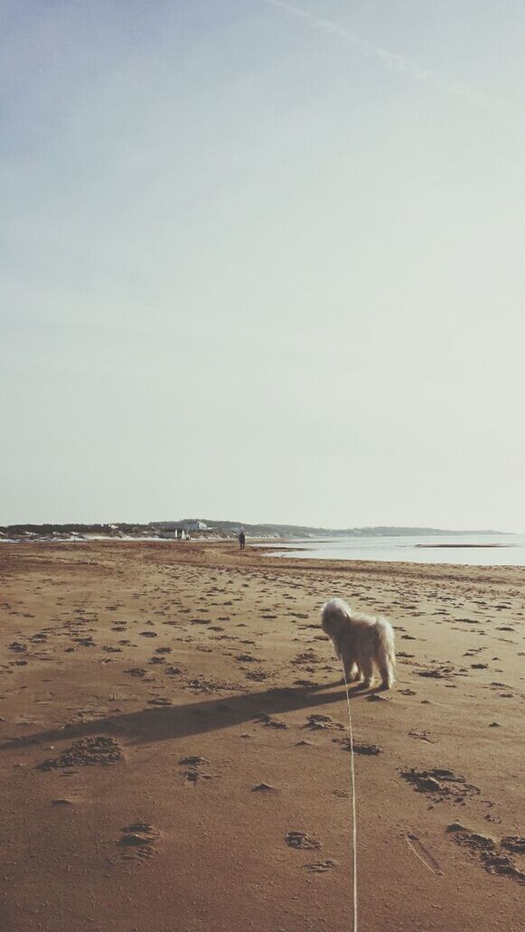 animal themes, one animal, sand, beach, mammal, domestic animals, animals in the wild, wildlife, full length, copy space, sky, shore, nature, day, pets, clear sky, side view, outdoors, dog, walking