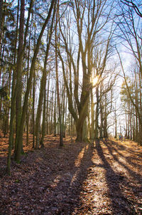 Trees in forest during autumn