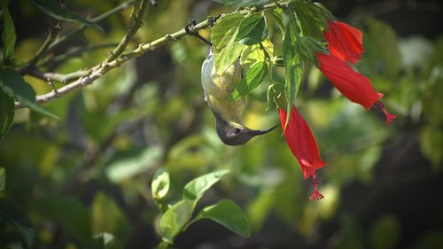 Close-up of red flowering plant