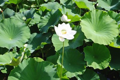 Close-up of white flowering plant