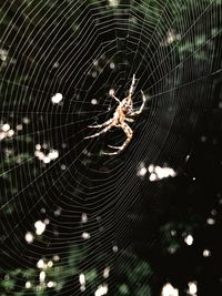 Close-up of spider on web