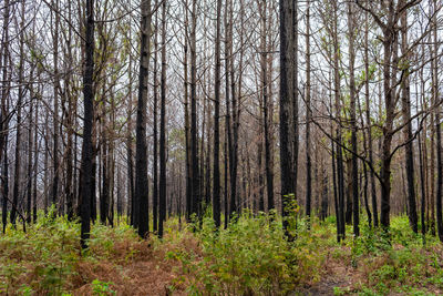 Pine forest phu kradueng mountain in loei in thailand resurrected after being burn.