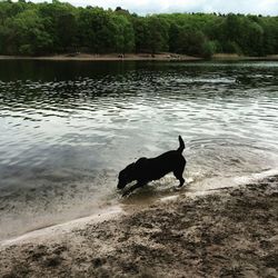 Dog looking at lake