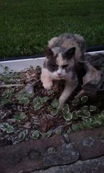 Portrait of cat relaxing on grass