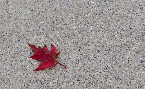 High angle view of maple leaf