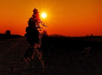 Silhouette tree against sky during sunset