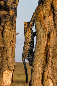 Cat on tree trunk