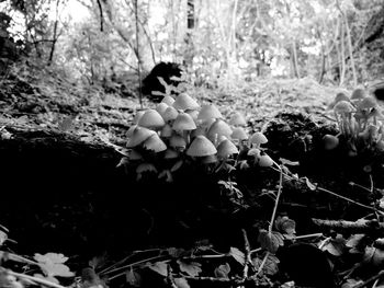 Plant growing in forest