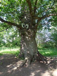 Tree trunk in forest